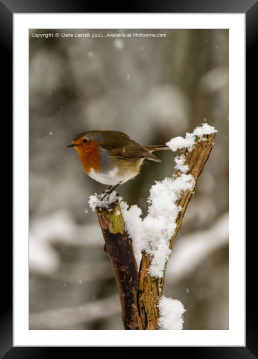Robin perching in the snow Framed Mounted Print by Claire Castelli