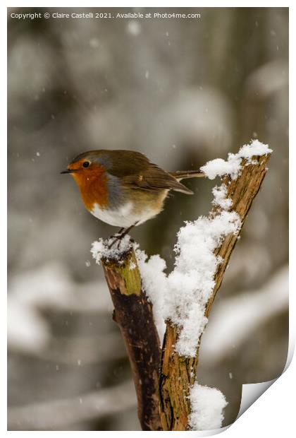 Robin perching in the snow Print by Claire Castelli
