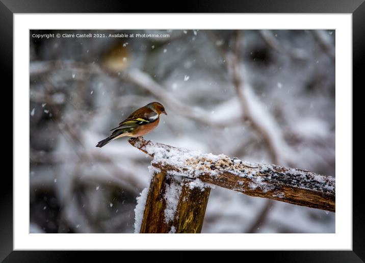 A male chaffinch perched on a tree branch Framed Mounted Print by Claire Castelli