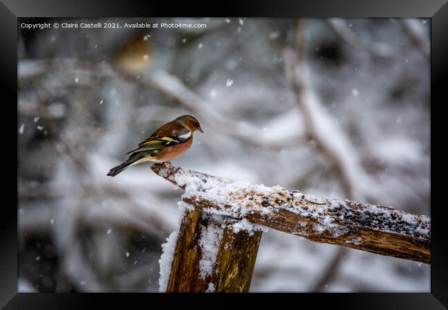 A male chaffinch perched on a tree branch Framed Print by Claire Castelli