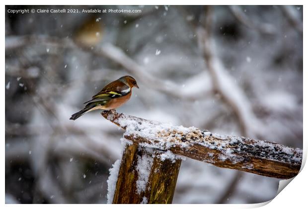 A male chaffinch perched on a tree branch Print by Claire Castelli