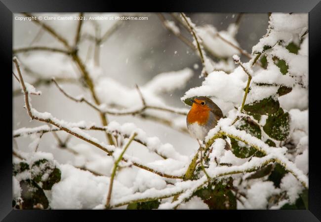 Robin sitting in a snow covered tree Framed Print by Claire Castelli