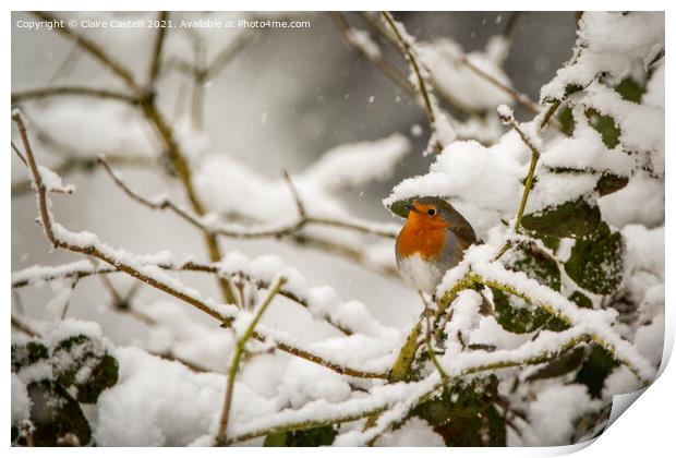 Robin sitting in a snow covered tree Print by Claire Castelli