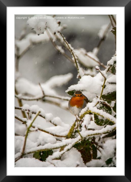 Robin redbreast sitting on a snow covered branch Framed Mounted Print by Claire Castelli