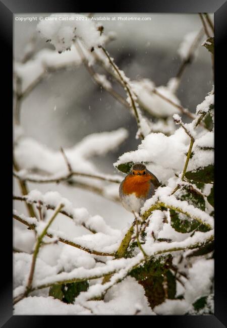 Robin redbreast sitting on a snow covered branch Framed Print by Claire Castelli