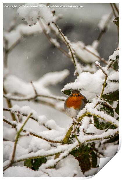 Robin redbreast sitting on a snow covered branch Print by Claire Castelli