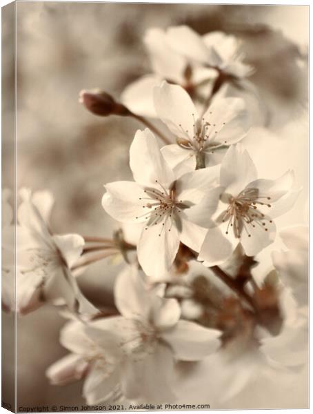 blossom close up Canvas Print by Simon Johnson