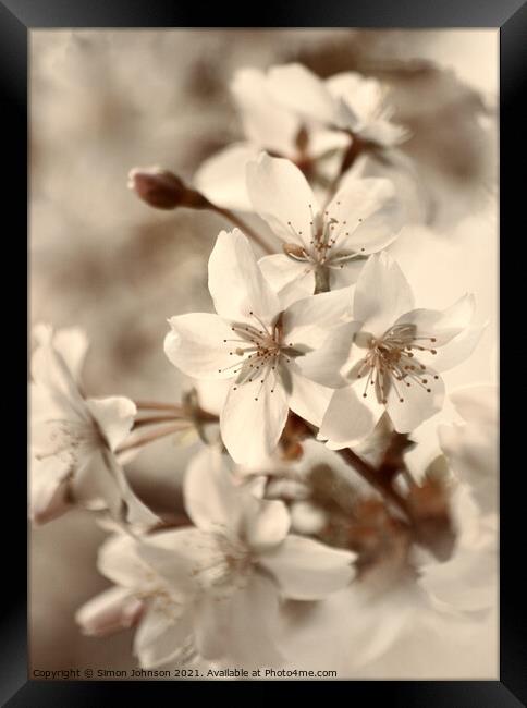 blossom close up Framed Print by Simon Johnson