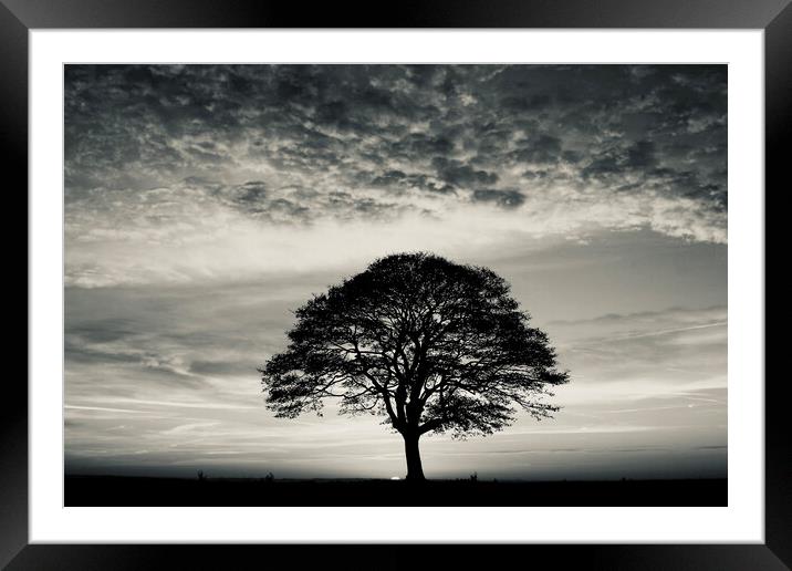  Tree Silhouette  Framed Mounted Print by Simon Johnson