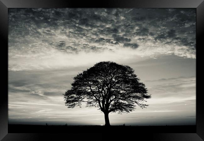  Tree Silhouette  Framed Print by Simon Johnson