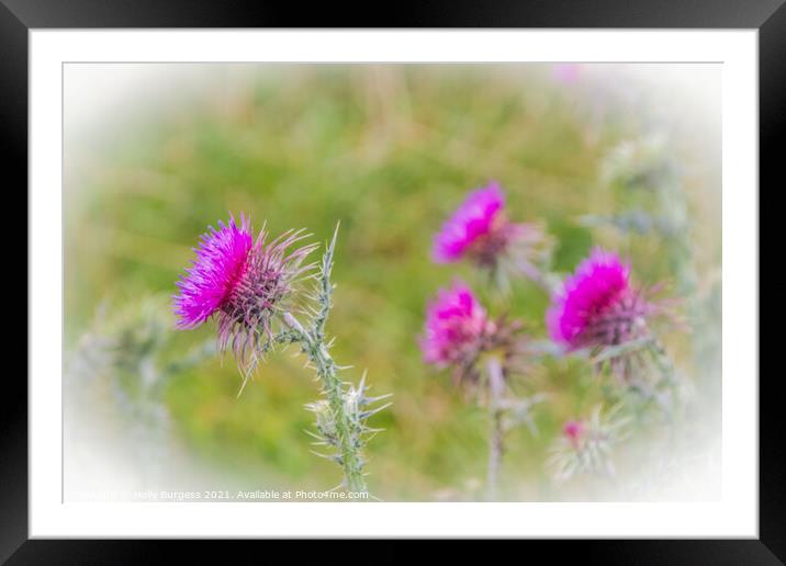 Scottish Thistle, found in most countries all over the world  Framed Mounted Print by Holly Burgess