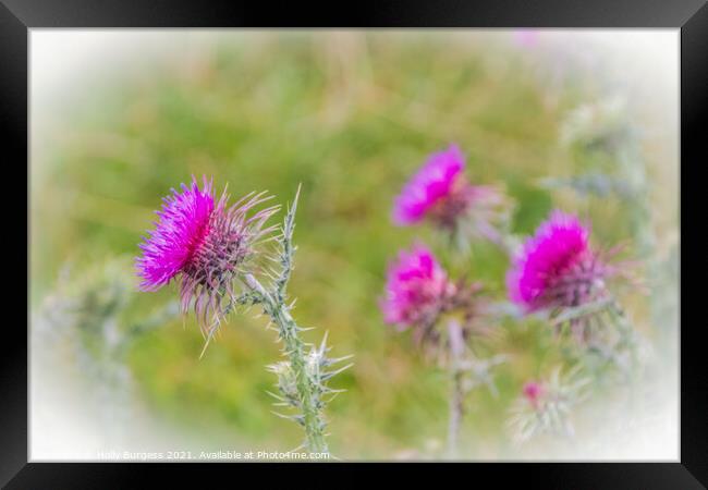 Scottish Thistle, found in most countries all over the world  Framed Print by Holly Burgess