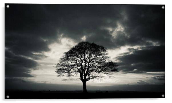 Tree sunrise Acrylic by Simon Johnson