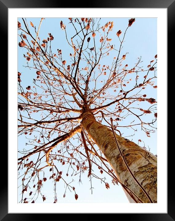 Tree in blue sky Framed Mounted Print by Tina Veeranna