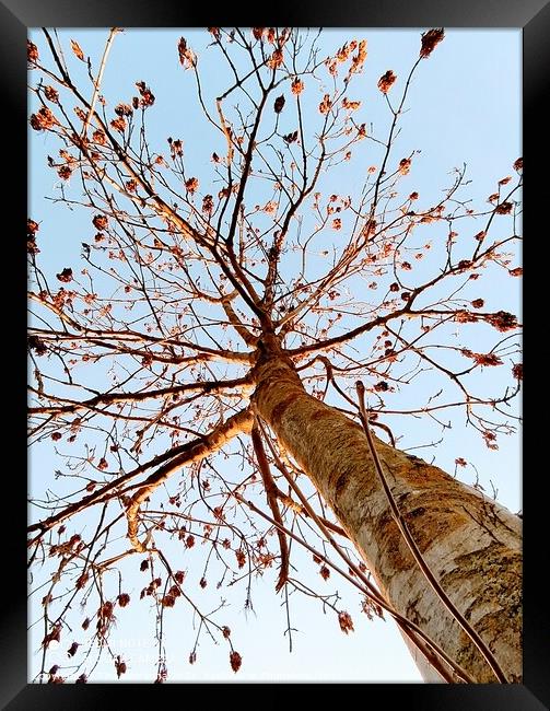 Tree in blue sky Framed Print by Tina Veeranna