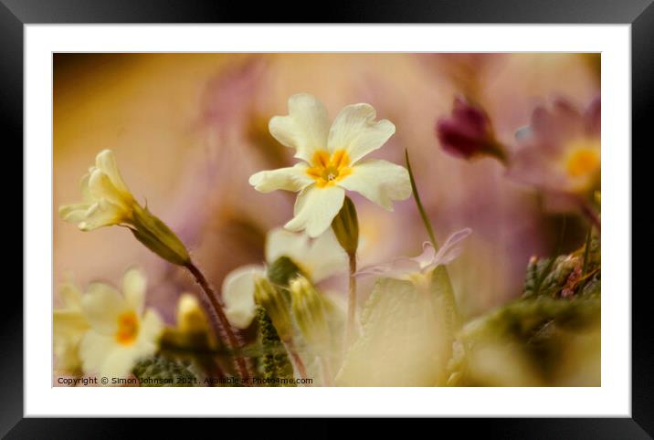 Primrose flower Framed Mounted Print by Simon Johnson