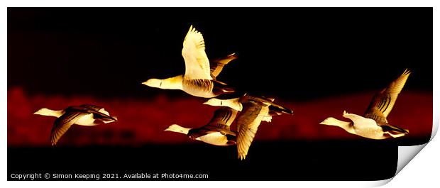 GOLDEN GEESE Print by Simon Keeping