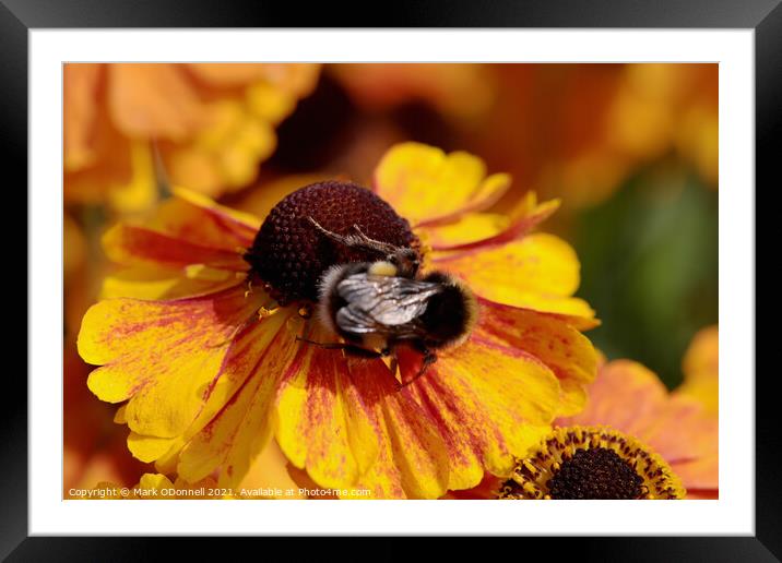 Busy Bee Framed Mounted Print by Mark ODonnell