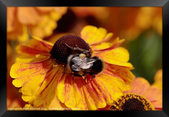 Busy Bee Framed Print by Mark ODonnell