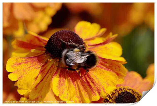 Busy Bee Print by Mark ODonnell
