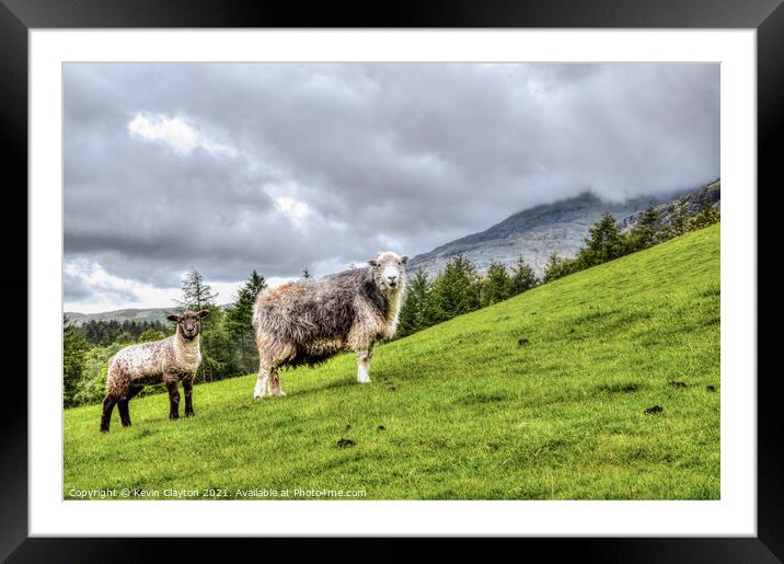 Sheep On Hillside Framed Mounted Print by Kevin Clayton