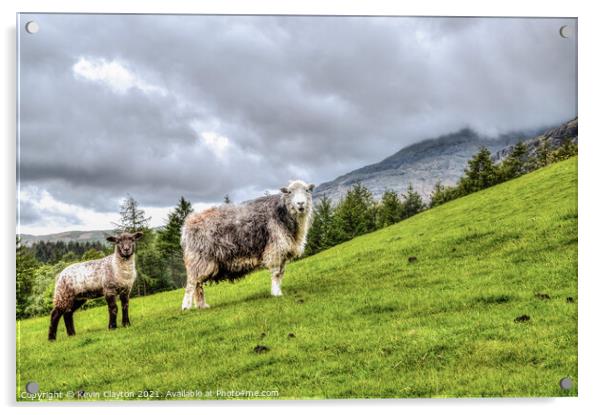 Sheep On Hillside Acrylic by Kevin Clayton