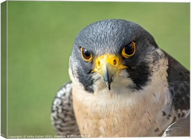 Peregrine falcon close up Canvas Print by Vicky Outen