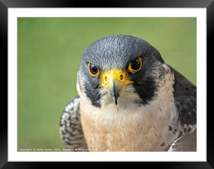 Peregrine falcon close up Framed Mounted Print by Vicky Outen