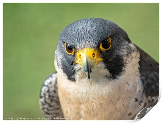Peregrine falcon close up Print by Vicky Outen