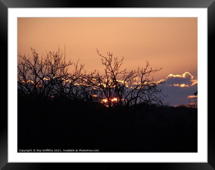A tree with a sunset in the background Framed Mounted Print by Roy Griffiths