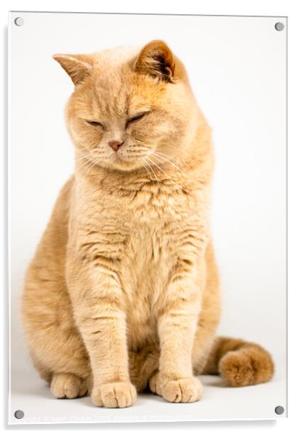 British Shorthair Cat Acrylic by Kevin Clayton