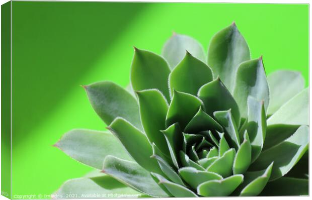 Bright green sempervivum succulent plant on green Canvas Print by Imladris 