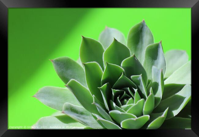 Bright green sempervivum succulent plant on green Framed Print by Imladris 