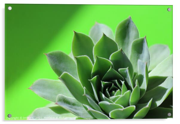 Bright green sempervivum succulent plant on green Acrylic by Imladris 