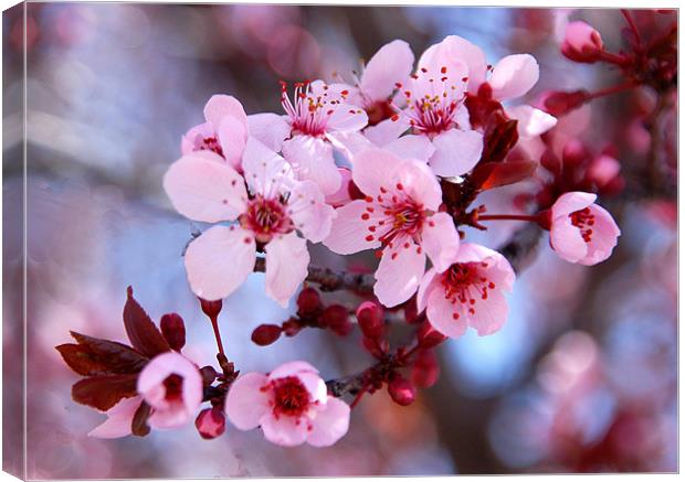 Spring Blossoms Canvas Print by Kathleen Stephens