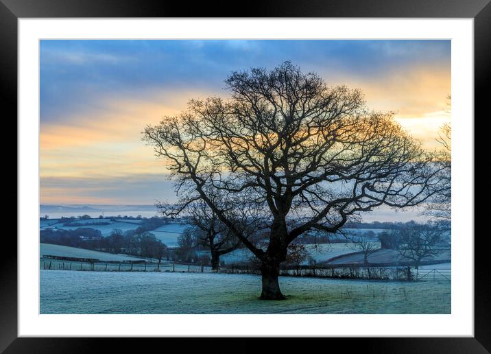 Oak Sunrise Framed Mounted Print by David Tinsley
