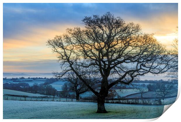 Oak Sunrise Print by David Tinsley
