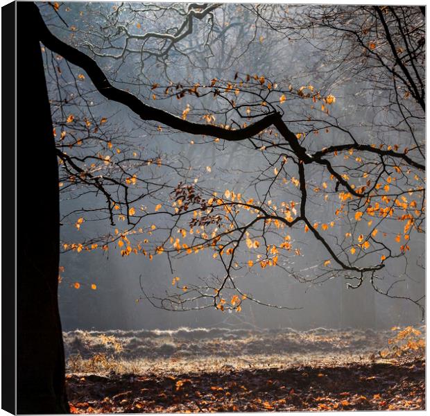 Winter Beech Leaves Canvas Print by David Tinsley
