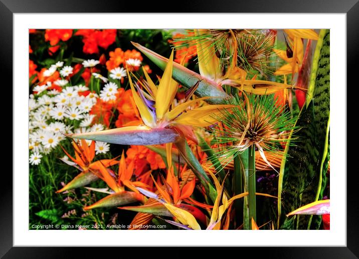 Flowers of Madeira Portugal Framed Mounted Print by Diana Mower