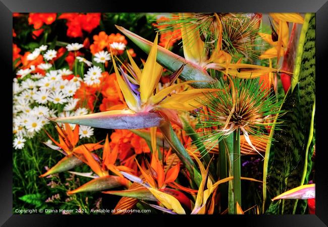Flowers of Madeira Portugal Framed Print by Diana Mower