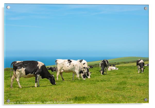 Grazing Dairy Cows Acrylic by Amanda Elwell
