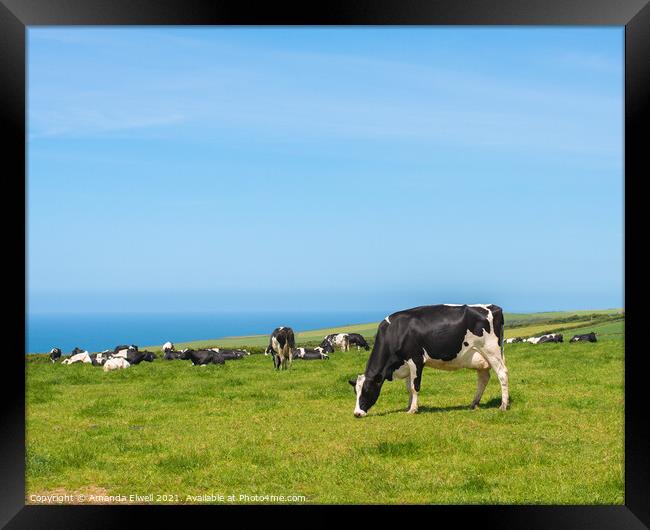 Grazing Cows Framed Print by Amanda Elwell