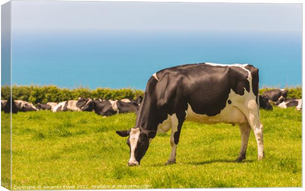 Grazing Dairy Cows Canvas Print by Amanda Elwell
