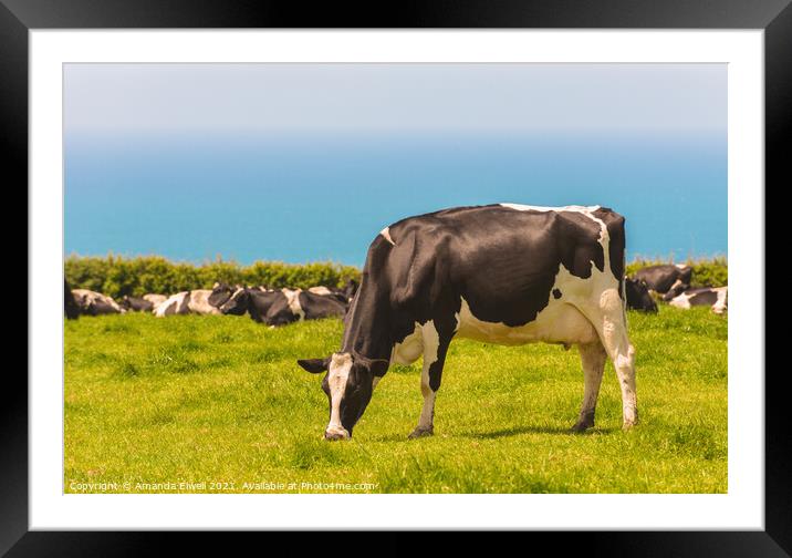 Grazing Dairy Cows Framed Mounted Print by Amanda Elwell