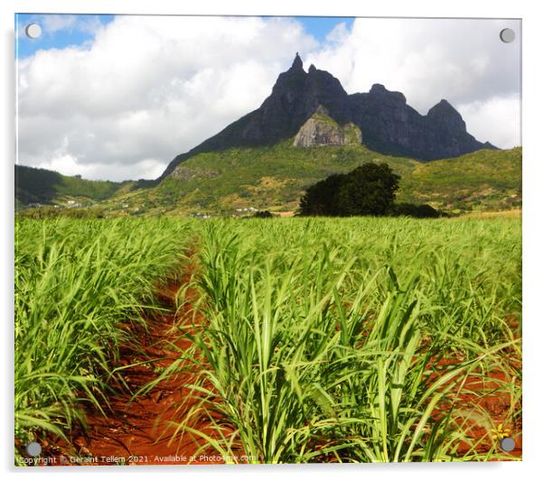 Mt. Pieter Both and sugar cane fields, Mauritius Acrylic by Geraint Tellem ARPS