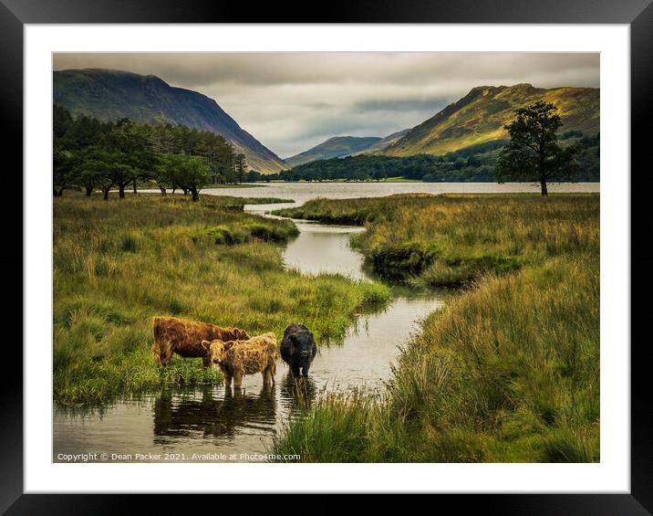 Majestic Highland Cows in Buttermere Framed Mounted Print by Dean Packer
