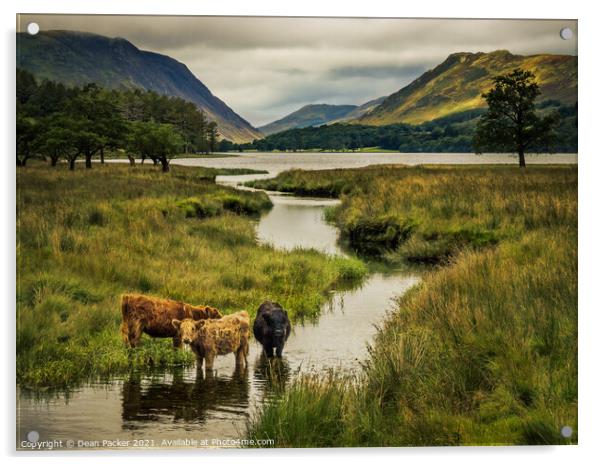 Majestic Highland Cows in Buttermere Acrylic by Dean Packer