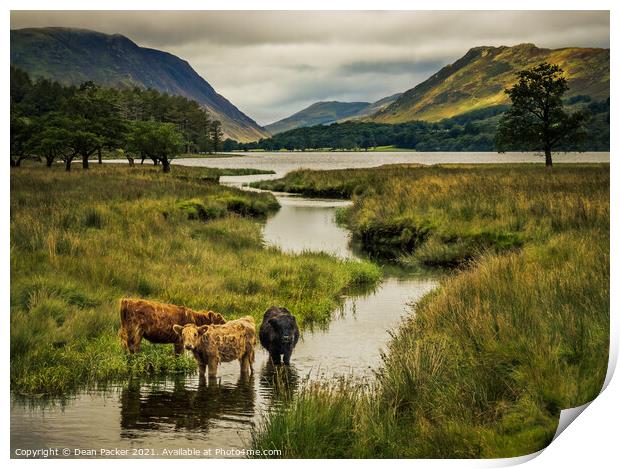 Majestic Highland Cows in Buttermere Print by Dean Packer