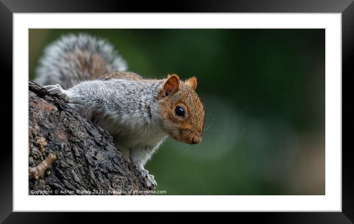 Grey Squirrel posing for the camera Framed Mounted Print by Adrian Rowley