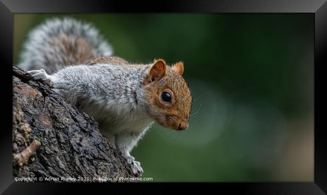 Grey Squirrel posing for the camera Framed Print by Adrian Rowley